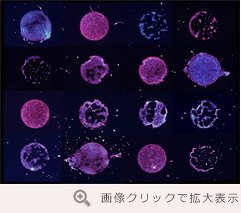 富山大学中路研究室の細胞アレイ画像